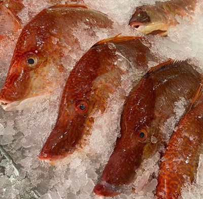 Hog Fish LG
