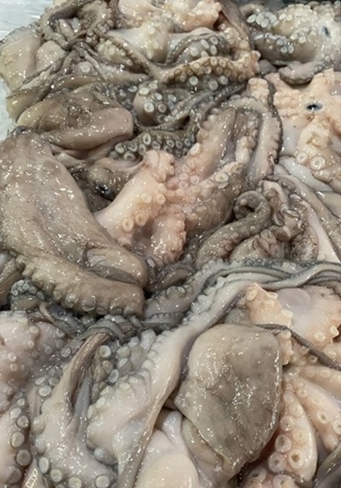 Octopus
