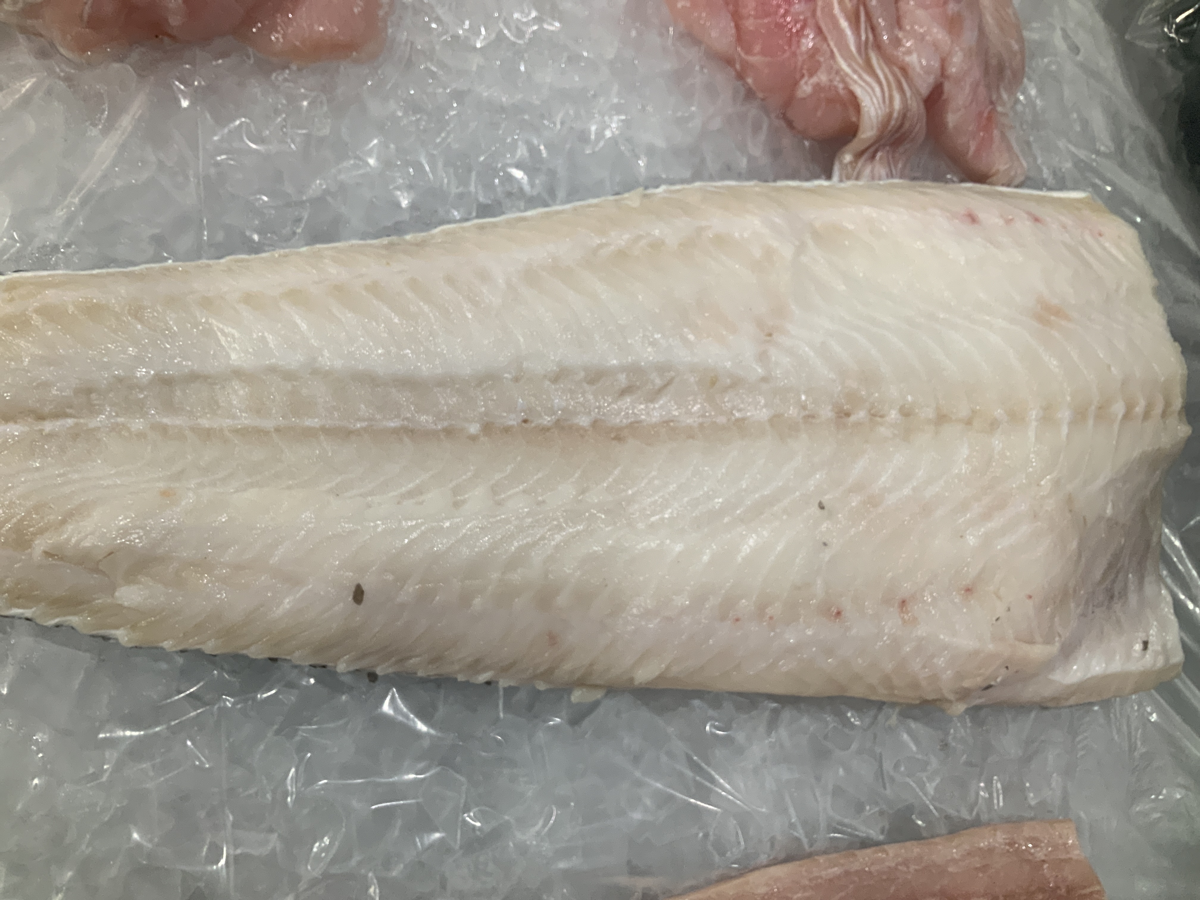 Sea bass