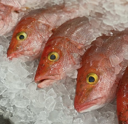 Red Snapper LG