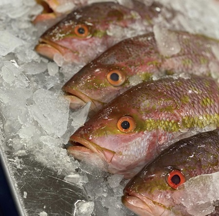 Yellow Tail Snapper SM