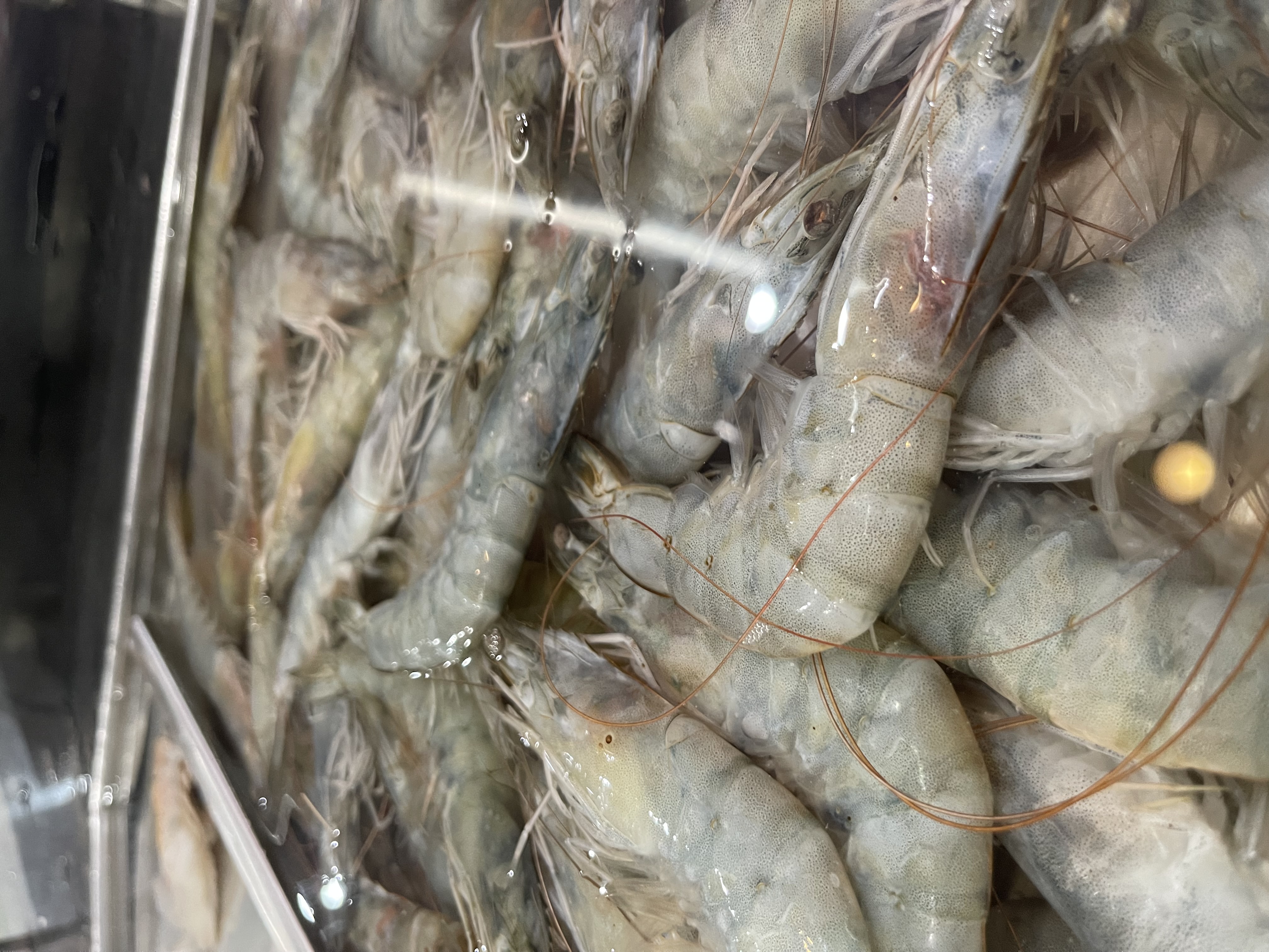 Head on shrimp