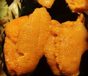Sea Urchin
